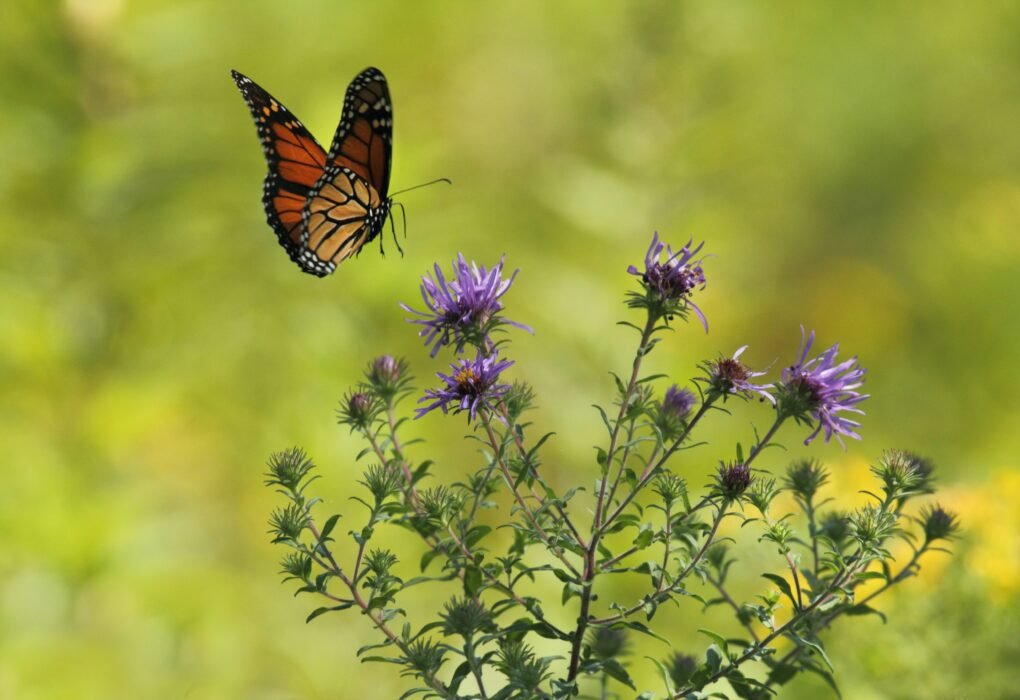 Deforestation Is Draining Color From Butterfly Wings: How Forest Loss Threatens Nature’s Most Vibrant Pollinators selective focus photography of brown and black butterfly flying near blooming purple petaled flowers