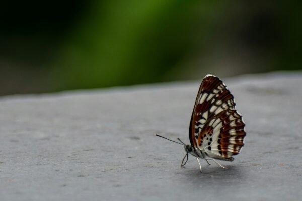 a brown and white butterfly sitting on top of a cement surface