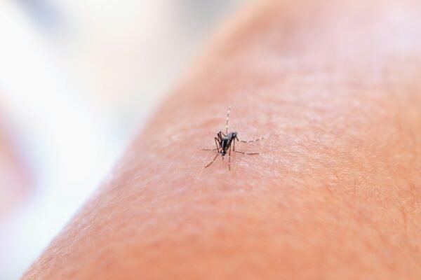 a close up of a mosquito on a person's arm