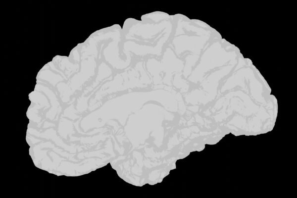 a white brain on a black background