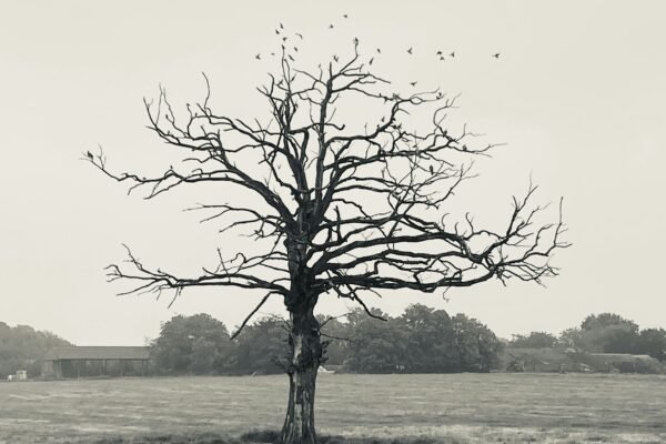 leafless tree on green grass field