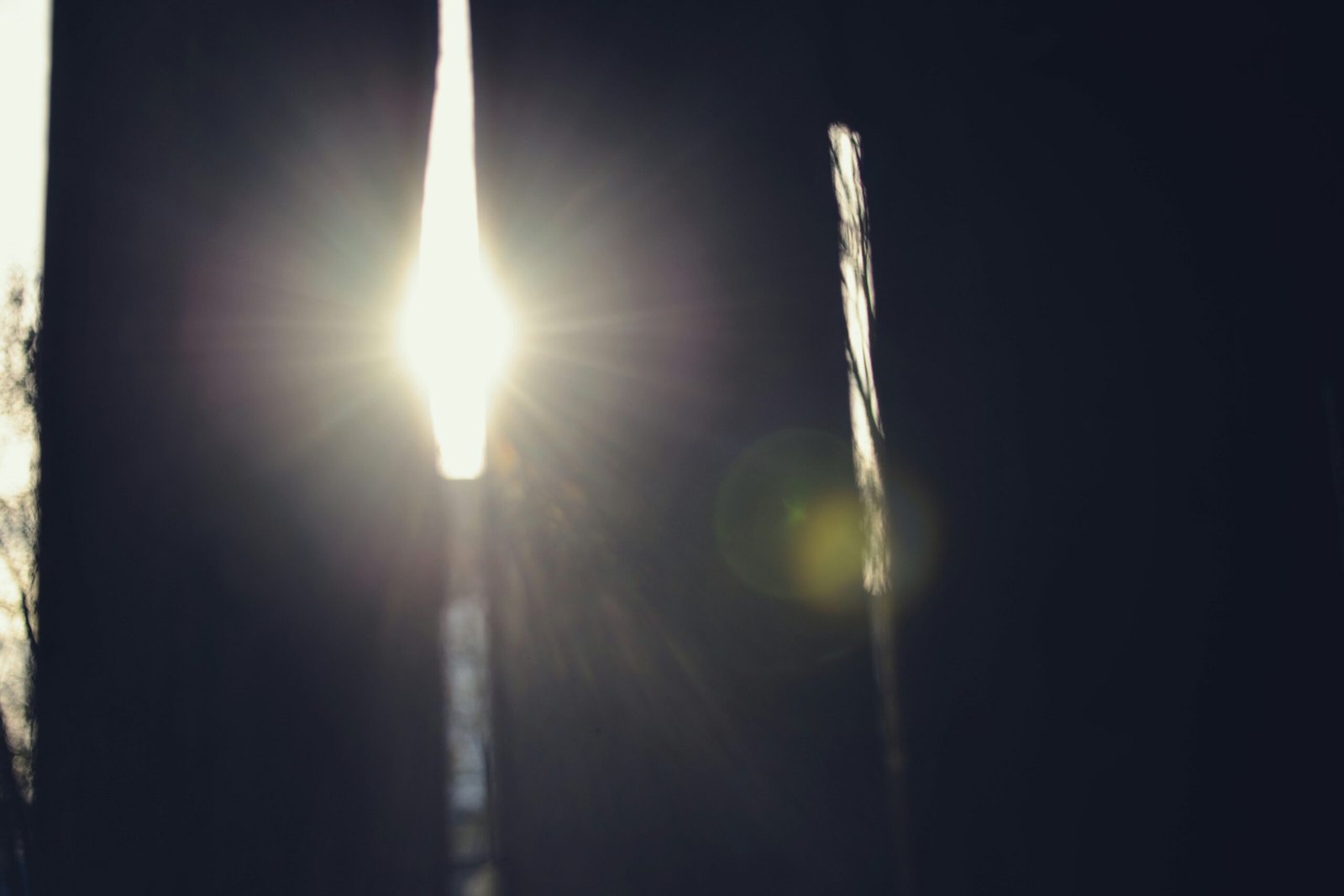 Bright sun shining through dark branches