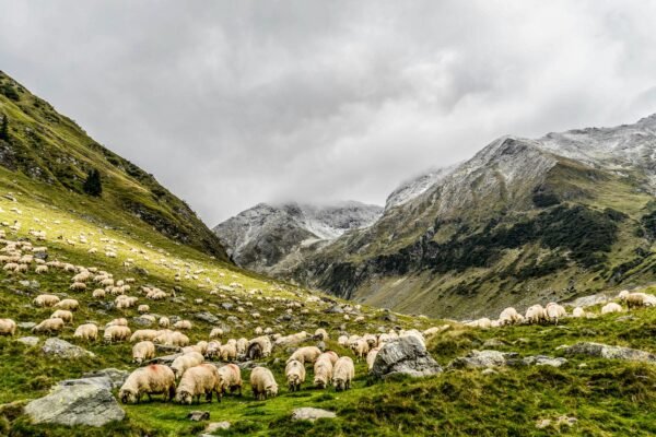 herd of sheep feeding on mountain