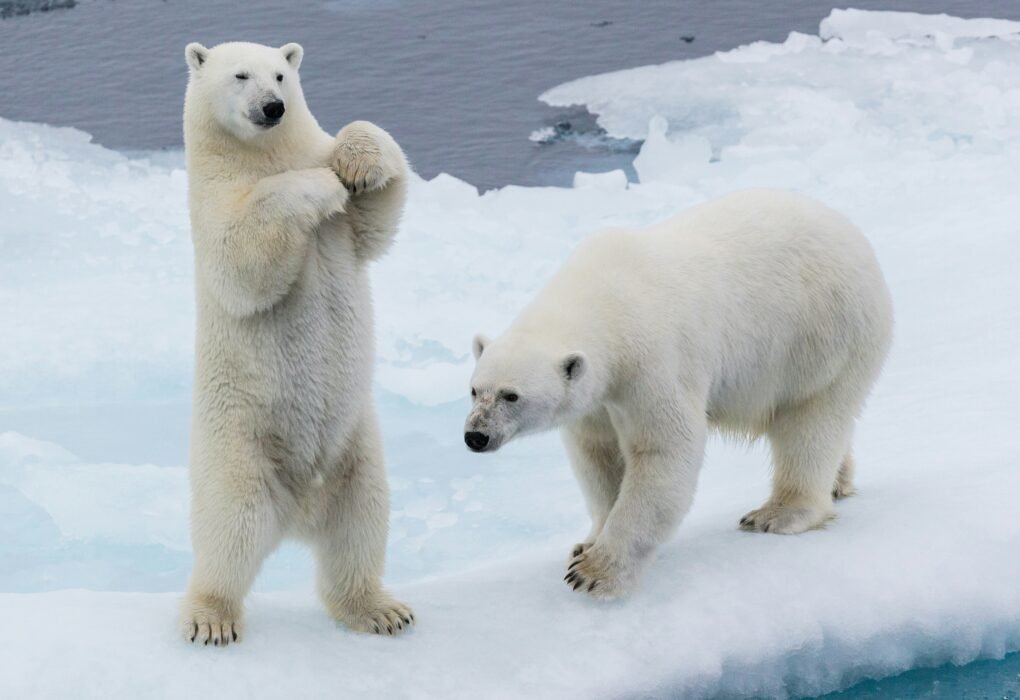 two polar bears