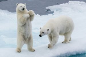 two polar bears