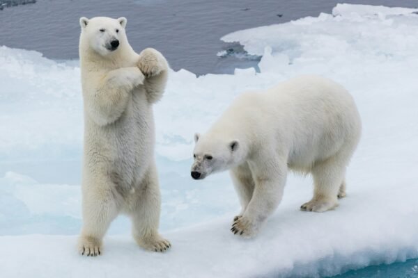 two polar bears