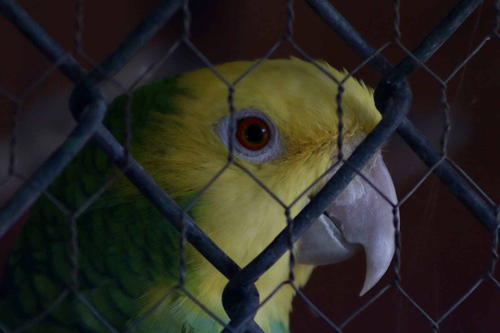 a yellow and green parrot behind a chain link fence
