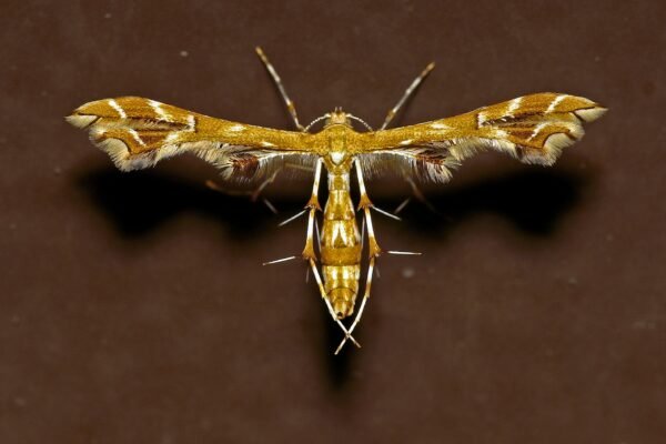 A yellow and white moth on a brown background